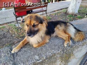 [P18] Un locuitor cumințel » foto by crismis
 - 
<span class="allrVoted glyphicon glyphicon-heart hidden" id="av1499829"></span>
<a class="m-l-10 hidden" id="sv1499829" onclick="voting_Foto_DelVot(,1499829,17088)" role="button">șterge vot <span class="glyphicon glyphicon-remove"></span></a>
<a id="v91499829" class=" c-red"  onclick="voting_Foto_SetVot(1499829)" role="button"><span class="glyphicon glyphicon-heart-empty"></span> <b>LIKE</b> = Votează poza</a> <img class="hidden"  id="f1499829W9" src="/imagini/loader.gif" border="0" /><span class="AjErrMes hidden" id="e1499829ErM"></span>