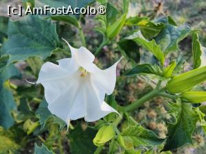 [P22] Sulina; nalbă de nisip » foto by crismis
 - 
<span class="allrVoted glyphicon glyphicon-heart hidden" id="av1499833"></span>
<a class="m-l-10 hidden" id="sv1499833" onclick="voting_Foto_DelVot(,1499833,17088)" role="button">șterge vot <span class="glyphicon glyphicon-remove"></span></a>
<a id="v91499833" class=" c-red"  onclick="voting_Foto_SetVot(1499833)" role="button"><span class="glyphicon glyphicon-heart-empty"></span> <b>LIKE</b> = Votează poza</a> <img class="hidden"  id="f1499833W9" src="/imagini/loader.gif" border="0" /><span class="AjErrMes hidden" id="e1499833ErM"></span>