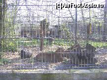 [P19] Gradina Zoologica Tg. Mures - din nou puma » foto by biancuta
 - 
<span class="allrVoted glyphicon glyphicon-heart hidden" id="av67452"></span>
<a class="m-l-10 hidden" id="sv67452" onclick="voting_Foto_DelVot(,67452,17687)" role="button">șterge vot <span class="glyphicon glyphicon-remove"></span></a>
<a id="v967452" class=" c-red"  onclick="voting_Foto_SetVot(67452)" role="button"><span class="glyphicon glyphicon-heart-empty"></span> <b>LIKE</b> = Votează poza</a> <img class="hidden"  id="f67452W9" src="/imagini/loader.gif" border="0" /><span class="AjErrMes hidden" id="e67452ErM"></span>