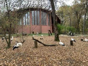 [P56] Zoo Târgu Mureș,berze care nu au pașaport » foto by AZE
 - 
<span class="allrVoted glyphicon glyphicon-heart hidden" id="av1397538"></span>
<a class="m-l-10 hidden" id="sv1397538" onclick="voting_Foto_DelVot(,1397538,17687)" role="button">șterge vot <span class="glyphicon glyphicon-remove"></span></a>
<a id="v91397538" class=" c-red"  onclick="voting_Foto_SetVot(1397538)" role="button"><span class="glyphicon glyphicon-heart-empty"></span> <b>LIKE</b> = Votează poza</a> <img class="hidden"  id="f1397538W9" src="/imagini/loader.gif" border="0" /><span class="AjErrMes hidden" id="e1397538ErM"></span>