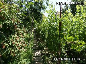 [P22] Mure versus ciorchini de struguri, în grădină » foto by Alina53
 - 
<span class="allrVoted glyphicon glyphicon-heart hidden" id="av581336"></span>
<a class="m-l-10 hidden" id="sv581336" onclick="voting_Foto_DelVot(,581336,17814)" role="button">șterge vot <span class="glyphicon glyphicon-remove"></span></a>
<a id="v9581336" class=" c-red"  onclick="voting_Foto_SetVot(581336)" role="button"><span class="glyphicon glyphicon-heart-empty"></span> <b>LIKE</b> = Votează poza</a> <img class="hidden"  id="f581336W9" src="/imagini/loader.gif" border="0" /><span class="AjErrMes hidden" id="e581336ErM"></span>