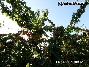 [P04] Pom fructifer cu crengi împovărate de roade » foto by Alina53
 - 
<span class="allrVoted glyphicon glyphicon-heart hidden" id="av581305"></span>
<a class="m-l-10 hidden" id="sv581305" onclick="voting_Foto_DelVot(,581305,17814)" role="button">șterge vot <span class="glyphicon glyphicon-remove"></span></a>
<a id="v9581305" class=" c-red"  onclick="voting_Foto_SetVot(581305)" role="button"><span class="glyphicon glyphicon-heart-empty"></span> <b>LIKE</b> = Votează poza</a> <img class="hidden"  id="f581305W9" src="/imagini/loader.gif" border="0" /><span class="AjErrMes hidden" id="e581305ErM"></span>