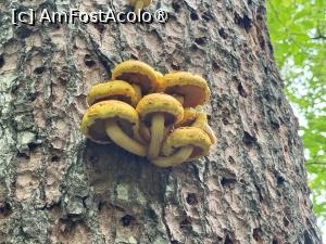 [P10] Pe Măgura Codlei » foto by Mika
 - 
<span class="allrVoted glyphicon glyphicon-heart hidden" id="av1509289"></span>
<a class="m-l-10 hidden" id="sv1509289" onclick="voting_Foto_DelVot(,1509289,17992)" role="button">șterge vot <span class="glyphicon glyphicon-remove"></span></a>
<a id="v91509289" class=" c-red"  onclick="voting_Foto_SetVot(1509289)" role="button"><span class="glyphicon glyphicon-heart-empty"></span> <b>LIKE</b> = Votează poza</a> <img class="hidden"  id="f1509289W9" src="/imagini/loader.gif" border="0" /><span class="AjErrMes hidden" id="e1509289ErM"></span>