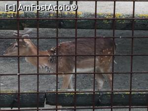 [P35] bambi » foto by Dan&Ema
 - 
<span class="allrVoted glyphicon glyphicon-heart hidden" id="av743330"></span>
<a class="m-l-10 hidden" id="sv743330" onclick="voting_Foto_DelVot(,743330,18082)" role="button">șterge vot <span class="glyphicon glyphicon-remove"></span></a>
<a id="v9743330" class=" c-red"  onclick="voting_Foto_SetVot(743330)" role="button"><span class="glyphicon glyphicon-heart-empty"></span> <b>LIKE</b> = Votează poza</a> <img class="hidden"  id="f743330W9" src="/imagini/loader.gif" border="0" /><span class="AjErrMes hidden" id="e743330ErM"></span>