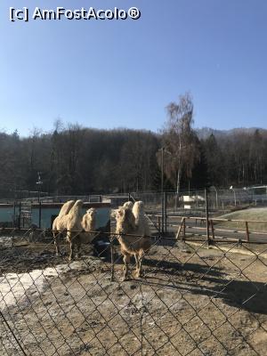 [P36] Zoo Brașov, 1 Decembrie 2018 » foto by krisstinna
 - 
<span class="allrVoted glyphicon glyphicon-heart hidden" id="av1043058"></span>
<a class="m-l-10 hidden" id="sv1043058" onclick="voting_Foto_DelVot(,1043058,18241)" role="button">șterge vot <span class="glyphicon glyphicon-remove"></span></a>
<a id="v91043058" class=" c-red"  onclick="voting_Foto_SetVot(1043058)" role="button"><span class="glyphicon glyphicon-heart-empty"></span> <b>LIKE</b> = Votează poza</a> <img class="hidden"  id="f1043058W9" src="/imagini/loader.gif" border="0" /><span class="AjErrMes hidden" id="e1043058ErM"></span>