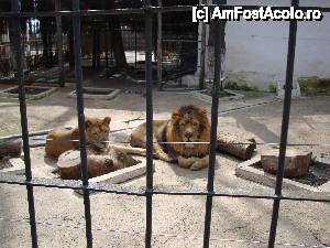 P20 [APR-2013] Regele tot rege rămâne... chiar și într-un țarc la Zoo! 