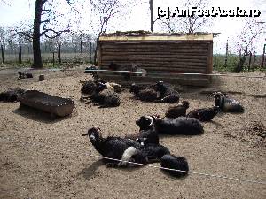 P09 [APR-2013] Familia de capre își face siesta. 