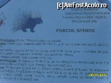 [P20] cateva detelii despre porcul spinos » foto by ms65
 - 
<span class="allrVoted glyphicon glyphicon-heart hidden" id="av92952"></span>
<a class="m-l-10 hidden" id="sv92952" onclick="voting_Foto_DelVot(,92952,18299)" role="button">șterge vot <span class="glyphicon glyphicon-remove"></span></a>
<a id="v992952" class=" c-red"  onclick="voting_Foto_SetVot(92952)" role="button"><span class="glyphicon glyphicon-heart-empty"></span> <b>LIKE</b> = Votează poza</a> <img class="hidden"  id="f92952W9" src="/imagini/loader.gif" border="0" /><span class="AjErrMes hidden" id="e92952ErM"></span>