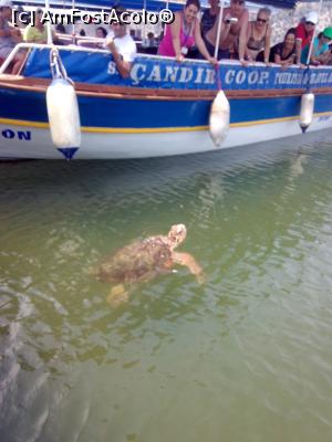 [P14] ... si minunatele testoase Caretta!  » foto by adriana76
 - 
<span class="allrVoted glyphicon glyphicon-heart hidden" id="av865767"></span>
<a class="m-l-10 hidden" id="sv865767" onclick="voting_Foto_DelVot(,865767,18395)" role="button">șterge vot <span class="glyphicon glyphicon-remove"></span></a>
<a id="v9865767" class=" c-red"  onclick="voting_Foto_SetVot(865767)" role="button"><span class="glyphicon glyphicon-heart-empty"></span> <b>LIKE</b> = Votează poza</a> <img class="hidden"  id="f865767W9" src="/imagini/loader.gif" border="0" /><span class="AjErrMes hidden" id="e865767ErM"></span>