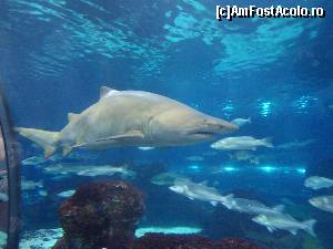 [P04] Un rechin fioros la Oceanarium, Acvariul din Barcelona » foto by DepartureGate7
 - 
<span class="allrVoted glyphicon glyphicon-heart hidden" id="av618279"></span>
<a class="m-l-10 hidden" id="sv618279" onclick="voting_Foto_DelVot(,618279,18436)" role="button">șterge vot <span class="glyphicon glyphicon-remove"></span></a>
<a id="v9618279" class=" c-red"  onclick="voting_Foto_SetVot(618279)" role="button"><span class="glyphicon glyphicon-heart-empty"></span> <b>LIKE</b> = Votează poza</a> <img class="hidden"  id="f618279W9" src="/imagini/loader.gif" border="0" /><span class="AjErrMes hidden" id="e618279ErM"></span>