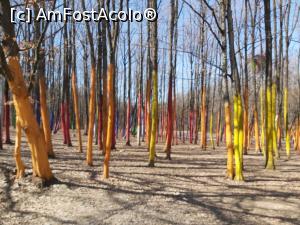 P01 [MAR-2021] Pădurea colorată