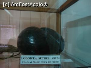 [P63] După cum se poate vedea, ne aflăm în fața unei nuci de cocos de mari dimensiuni.  » foto by Floryn81
 - 
<span class="allrVoted glyphicon glyphicon-heart hidden" id="av832451"></span>
<a class="m-l-10 hidden" id="sv832451" onclick="voting_Foto_DelVot(,832451,19622)" role="button">șterge vot <span class="glyphicon glyphicon-remove"></span></a>
<a id="v9832451" class=" c-red"  onclick="voting_Foto_SetVot(832451)" role="button"><span class="glyphicon glyphicon-heart-empty"></span> <b>LIKE</b> = Votează poza</a> <img class="hidden"  id="f832451W9" src="/imagini/loader.gif" border="0" /><span class="AjErrMes hidden" id="e832451ErM"></span>