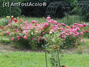 [P14] București - Grădina Botanică, în Rosarium. » foto by iulianic
 - 
<span class="allrVoted glyphicon glyphicon-heart hidden" id="av1367382"></span>
<a class="m-l-10 hidden" id="sv1367382" onclick="voting_Foto_DelVot(,1367382,19622)" role="button">șterge vot <span class="glyphicon glyphicon-remove"></span></a>
<a id="v91367382" class=" c-red"  onclick="voting_Foto_SetVot(1367382)" role="button"><span class="glyphicon glyphicon-heart-empty"></span> <b>LIKE</b> = Votează poza</a> <img class="hidden"  id="f1367382W9" src="/imagini/loader.gif" border="0" /><span class="AjErrMes hidden" id="e1367382ErM"></span>