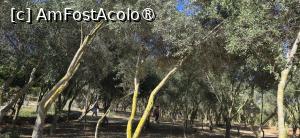 [P09] 09. Există și o pădure de măslini. » foto by msnd
 - 
<span class="allrVoted glyphicon glyphicon-heart hidden" id="av1503767"></span>
<a class="m-l-10 hidden" id="sv1503767" onclick="voting_Foto_DelVot(,1503767,19760)" role="button">șterge vot <span class="glyphicon glyphicon-remove"></span></a>
<a id="v91503767" class=" c-red"  onclick="voting_Foto_SetVot(1503767)" role="button"><span class="glyphicon glyphicon-heart-empty"></span> <b>LIKE</b> = Votează poza</a> <img class="hidden"  id="f1503767W9" src="/imagini/loader.gif" border="0" /><span class="AjErrMes hidden" id="e1503767ErM"></span>