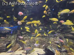 [P47] Dubai Undewater Zoo » foto by AZE
 - 
<span class="allrVoted glyphicon glyphicon-heart hidden" id="av1483378"></span>
<a class="m-l-10 hidden" id="sv1483378" onclick="voting_Foto_DelVot(,1483378,19983)" role="button">șterge vot <span class="glyphicon glyphicon-remove"></span></a>
<a id="v91483378" class=" c-red"  onclick="voting_Foto_SetVot(1483378)" role="button"><span class="glyphicon glyphicon-heart-empty"></span> <b>LIKE</b> = Votează poza</a> <img class="hidden"  id="f1483378W9" src="/imagini/loader.gif" border="0" /><span class="AjErrMes hidden" id="e1483378ErM"></span>