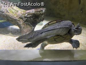 [P49] Dubai Undewater Zoo » foto by AZE
 - 
<span class="allrVoted glyphicon glyphicon-heart hidden" id="av1483380"></span>
<a class="m-l-10 hidden" id="sv1483380" onclick="voting_Foto_DelVot(,1483380,19983)" role="button">șterge vot <span class="glyphicon glyphicon-remove"></span></a>
<a id="v91483380" class=" c-red"  onclick="voting_Foto_SetVot(1483380)" role="button"><span class="glyphicon glyphicon-heart-empty"></span> <b>LIKE</b> = Votează poza</a> <img class="hidden"  id="f1483380W9" src="/imagini/loader.gif" border="0" /><span class="AjErrMes hidden" id="e1483380ErM"></span>