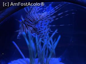 [P51] Dubai Undewater Zoo » foto by AZE
 - 
<span class="allrVoted glyphicon glyphicon-heart hidden" id="av1483382"></span>
<a class="m-l-10 hidden" id="sv1483382" onclick="voting_Foto_DelVot(,1483382,19983)" role="button">șterge vot <span class="glyphicon glyphicon-remove"></span></a>
<a id="v91483382" class=" c-red"  onclick="voting_Foto_SetVot(1483382)" role="button"><span class="glyphicon glyphicon-heart-empty"></span> <b>LIKE</b> = Votează poza</a> <img class="hidden"  id="f1483382W9" src="/imagini/loader.gif" border="0" /><span class="AjErrMes hidden" id="e1483382ErM"></span>