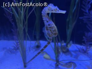[P52] Dubai Undewater Zoo » foto by AZE
 - 
<span class="allrVoted glyphicon glyphicon-heart hidden" id="av1483383"></span>
<a class="m-l-10 hidden" id="sv1483383" onclick="voting_Foto_DelVot(,1483383,19983)" role="button">șterge vot <span class="glyphicon glyphicon-remove"></span></a>
<a id="v91483383" class=" c-red"  onclick="voting_Foto_SetVot(1483383)" role="button"><span class="glyphicon glyphicon-heart-empty"></span> <b>LIKE</b> = Votează poza</a> <img class="hidden"  id="f1483383W9" src="/imagini/loader.gif" border="0" /><span class="AjErrMes hidden" id="e1483383ErM"></span>