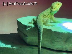 [P54] Dubai Undewater Zoo,le place căldura,stau sub bec » foto by AZE
 - 
<span class="allrVoted glyphicon glyphicon-heart hidden" id="av1483385"></span>
<a class="m-l-10 hidden" id="sv1483385" onclick="voting_Foto_DelVot(,1483385,19983)" role="button">șterge vot <span class="glyphicon glyphicon-remove"></span></a>
<a id="v91483385" class=" c-red"  onclick="voting_Foto_SetVot(1483385)" role="button"><span class="glyphicon glyphicon-heart-empty"></span> <b>LIKE</b> = Votează poza</a> <img class="hidden"  id="f1483385W9" src="/imagini/loader.gif" border="0" /><span class="AjErrMes hidden" id="e1483385ErM"></span>