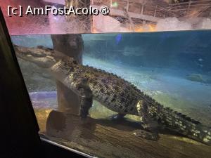 [P62] Dubai Undewater Zoo,pe la crocodili » foto by AZE
 - 
<span class="allrVoted glyphicon glyphicon-heart hidden" id="av1483393"></span>
<a class="m-l-10 hidden" id="sv1483393" onclick="voting_Foto_DelVot(,1483393,19983)" role="button">șterge vot <span class="glyphicon glyphicon-remove"></span></a>
<a id="v91483393" class=" c-red"  onclick="voting_Foto_SetVot(1483393)" role="button"><span class="glyphicon glyphicon-heart-empty"></span> <b>LIKE</b> = Votează poza</a> <img class="hidden"  id="f1483393W9" src="/imagini/loader.gif" border="0" /><span class="AjErrMes hidden" id="e1483393ErM"></span>