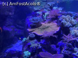 [P65] Dubai Undewater Zoo » foto by AZE
 - 
<span class="allrVoted glyphicon glyphicon-heart hidden" id="av1483396"></span>
<a class="m-l-10 hidden" id="sv1483396" onclick="voting_Foto_DelVot(,1483396,19983)" role="button">șterge vot <span class="glyphicon glyphicon-remove"></span></a>
<a id="v91483396" class=" c-red"  onclick="voting_Foto_SetVot(1483396)" role="button"><span class="glyphicon glyphicon-heart-empty"></span> <b>LIKE</b> = Votează poza</a> <img class="hidden"  id="f1483396W9" src="/imagini/loader.gif" border="0" /><span class="AjErrMes hidden" id="e1483396ErM"></span>