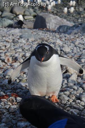 P12 [MAR-2016] Pinguin Gentoo curios