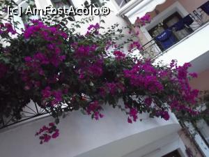 [P02] Frumoasa bougainvillea, căţărată pe pereţii vilelor » foto by irinad
 - 
<span class="allrVoted glyphicon glyphicon-heart hidden" id="av727984"></span>
<a class="m-l-10 hidden" id="sv727984" onclick="voting_Foto_DelVot(,727984,20139)" role="button">șterge vot <span class="glyphicon glyphicon-remove"></span></a>
<a id="v9727984" class=" c-red"  onclick="voting_Foto_SetVot(727984)" role="button"><span class="glyphicon glyphicon-heart-empty"></span> <b>LIKE</b> = Votează poza</a> <img class="hidden"  id="f727984W9" src="/imagini/loader.gif" border="0" /><span class="AjErrMes hidden" id="e727984ErM"></span>