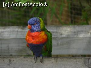 [P12] Rainbow lorikeet » foto by Silvia30*
 - 
<span class="allrVoted glyphicon glyphicon-heart hidden" id="av728161"></span>
<a class="m-l-10 hidden" id="sv728161" onclick="voting_Foto_DelVot(,728161,20144)" role="button">șterge vot <span class="glyphicon glyphicon-remove"></span></a>
<a id="v9728161" class=" c-red"  onclick="voting_Foto_SetVot(728161)" role="button"><span class="glyphicon glyphicon-heart-empty"></span> <b>LIKE</b> = Votează poza</a> <img class="hidden"  id="f728161W9" src="/imagini/loader.gif" border="0" /><span class="AjErrMes hidden" id="e728161ErM"></span>