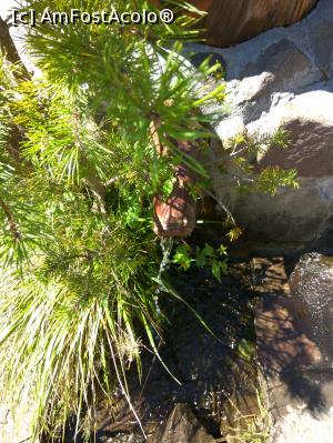 [P33] Restaurantul Androneasa*, com. Rastolita, Defileul Muresului Superior Deda - Toplita, crocodilul din gura caruia curge apa pe care l-a observat fiul meu, acesta fiind ascuns pintre verdeata » foto by Dana2008
 - 
<span class="allrVoted glyphicon glyphicon-heart hidden" id="av785963"></span>
<a class="m-l-10 hidden" id="sv785963" onclick="voting_Foto_DelVot(,785963,20957)" role="button">șterge vot <span class="glyphicon glyphicon-remove"></span></a>
<a id="v9785963" class=" c-red"  onclick="voting_Foto_SetVot(785963)" role="button"><span class="glyphicon glyphicon-heart-empty"></span> <b>LIKE</b> = Votează poza</a> <img class="hidden"  id="f785963W9" src="/imagini/loader.gif" border="0" /><span class="AjErrMes hidden" id="e785963ErM"></span>