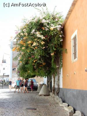P16 [SEP-2016] Flori pe străzile din Faro. 