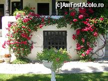 P24 [JUN-2013] Conacul Bellu - o arcadă frumoasă din trandafiri, înconjoară o veche cramă, transformată azi în lapidariu. 