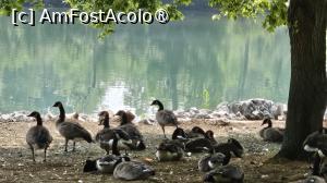 [P21] gâștele migratoare » foto by robert
 - 
<span class="allrVoted glyphicon glyphicon-heart hidden" id="av1544968"></span>
<a class="m-l-10 hidden" id="sv1544968" onclick="voting_Foto_DelVot(,1544968,21215)" role="button">șterge vot <span class="glyphicon glyphicon-remove"></span></a>
<a id="v91544968" class=" c-red"  onclick="voting_Foto_SetVot(1544968)" role="button"><span class="glyphicon glyphicon-heart-empty"></span> <b>LIKE</b> = Votează poza</a> <img class="hidden"  id="f1544968W9" src="/imagini/loader.gif" border="0" /><span class="AjErrMes hidden" id="e1544968ErM"></span>