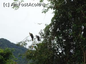 [P14] pasarile Hoatzin undeva in departare » foto by buterfly*
 - 
<span class="allrVoted glyphicon glyphicon-heart hidden" id="av829181"></span>
<a class="m-l-10 hidden" id="sv829181" onclick="voting_Foto_DelVot(,829181,21292)" role="button">șterge vot <span class="glyphicon glyphicon-remove"></span></a>
<a id="v9829181" class=" c-red"  onclick="voting_Foto_SetVot(829181)" role="button"><span class="glyphicon glyphicon-heart-empty"></span> <b>LIKE</b> = Votează poza</a> <img class="hidden"  id="f829181W9" src="/imagini/loader.gif" border="0" /><span class="AjErrMes hidden" id="e829181ErM"></span>
