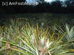 [P22] incursiune nocturna in plantatia de ananas » foto by buterfly*
 - 
<span class="allrVoted glyphicon glyphicon-heart hidden" id="av829189"></span>
<a class="m-l-10 hidden" id="sv829189" onclick="voting_Foto_DelVot(,829189,21292)" role="button">șterge vot <span class="glyphicon glyphicon-remove"></span></a>
<a id="v9829189" class=" c-red"  onclick="voting_Foto_SetVot(829189)" role="button"><span class="glyphicon glyphicon-heart-empty"></span> <b>LIKE</b> = Votează poza</a> <img class="hidden"  id="f829189W9" src="/imagini/loader.gif" border="0" /><span class="AjErrMes hidden" id="e829189ErM"></span>