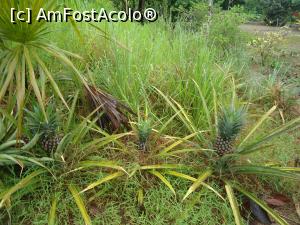 [P05] ananas pe carare » foto by buterfly*
 - 
<span class="allrVoted glyphicon glyphicon-heart hidden" id="av829172"></span>
<a class="m-l-10 hidden" id="sv829172" onclick="voting_Foto_DelVot(,829172,21292)" role="button">șterge vot <span class="glyphicon glyphicon-remove"></span></a>
<a id="v9829172" class=" c-red"  onclick="voting_Foto_SetVot(829172)" role="button"><span class="glyphicon glyphicon-heart-empty"></span> <b>LIKE</b> = Votează poza</a> <img class="hidden"  id="f829172W9" src="/imagini/loader.gif" border="0" /><span class="AjErrMes hidden" id="e829172ErM"></span>