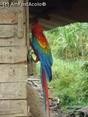 [P08] papagal Ara Macau » foto by buterfly*
 - 
<span class="allrVoted glyphicon glyphicon-heart hidden" id="av829175"></span>
<a class="m-l-10 hidden" id="sv829175" onclick="voting_Foto_DelVot(,829175,21292)" role="button">șterge vot <span class="glyphicon glyphicon-remove"></span></a>
<a id="v9829175" class=" c-red"  onclick="voting_Foto_SetVot(829175)" role="button"><span class="glyphicon glyphicon-heart-empty"></span> <b>LIKE</b> = Votează poza</a> <img class="hidden"  id="f829175W9" src="/imagini/loader.gif" border="0" /><span class="AjErrMes hidden" id="e829175ErM"></span>