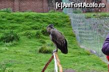 [P12] Femela condor » foto by Arinuca
 - 
<span class="allrVoted glyphicon glyphicon-heart hidden" id="av293195"></span>
<a class="m-l-10 hidden" id="sv293195" onclick="voting_Foto_DelVot(,293195,21384)" role="button">șterge vot <span class="glyphicon glyphicon-remove"></span></a>
<a id="v9293195" class=" c-red"  onclick="voting_Foto_SetVot(293195)" role="button"><span class="glyphicon glyphicon-heart-empty"></span> <b>LIKE</b> = Votează poza</a> <img class="hidden"  id="f293195W9" src="/imagini/loader.gif" border="0" /><span class="AjErrMes hidden" id="e293195ErM"></span>