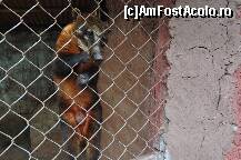 [P27] Coati » foto by Arinuca
 - 
<span class="allrVoted glyphicon glyphicon-heart hidden" id="av293226"></span>
<a class="m-l-10 hidden" id="sv293226" onclick="voting_Foto_DelVot(,293226,21384)" role="button">șterge vot <span class="glyphicon glyphicon-remove"></span></a>
<a id="v9293226" class=" c-red"  onclick="voting_Foto_SetVot(293226)" role="button"><span class="glyphicon glyphicon-heart-empty"></span> <b>LIKE</b> = Votează poza</a> <img class="hidden"  id="f293226W9" src="/imagini/loader.gif" border="0" /><span class="AjErrMes hidden" id="e293226ErM"></span>
