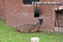 [P05] O alpaca adult, la odihna » foto by Arinuca
 - 
<span class="allrVoted glyphicon glyphicon-heart hidden" id="av293178"></span>
<a class="m-l-10 hidden" id="sv293178" onclick="voting_Foto_DelVot(,293178,21384)" role="button">șterge vot <span class="glyphicon glyphicon-remove"></span></a>
<a id="v9293178" class=" c-red"  onclick="voting_Foto_SetVot(293178)" role="button"><span class="glyphicon glyphicon-heart-empty"></span> <b>LIKE</b> = Votează poza</a> <img class="hidden"  id="f293178W9" src="/imagini/loader.gif" border="0" /><span class="AjErrMes hidden" id="e293178ErM"></span>