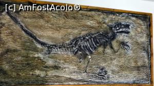 [P06] Fosila reconstituită a lui ”Elopteryx nopcsai” (de la Nopcsa...) descoperit aici la Sânpetru, un drăgălaș dinozaur pitic de 1 m înălțime și care probabil vâna în haite » foto by Lucien
 - 
<span class="allrVoted glyphicon glyphicon-heart hidden" id="av836467"></span>
<a class="m-l-10 hidden" id="sv836467" onclick="voting_Foto_DelVot(,836467,21554)" role="button">șterge vot <span class="glyphicon glyphicon-remove"></span></a>
<a id="v9836467" class=" c-red"  onclick="voting_Foto_SetVot(836467)" role="button"><span class="glyphicon glyphicon-heart-empty"></span> <b>LIKE</b> = Votează poza</a> <img class="hidden"  id="f836467W9" src="/imagini/loader.gif" border="0" /><span class="AjErrMes hidden" id="e836467ErM"></span>