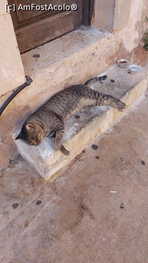 P25 [SEP-2023] Rethymno - o pisică cretană