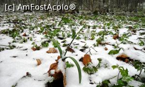 [P10] Vestitorii (întârziați) ai primăverii răsărind prin stratul de zăpadă laînceputul lunii aprilie pe Muntele Grețeș (2)  » foto by Lucien
 - 
<span class="allrVoted glyphicon glyphicon-heart hidden" id="av838561"></span>
<a class="m-l-10 hidden" id="sv838561" onclick="voting_Foto_DelVot(,838561,21655)" role="button">șterge vot <span class="glyphicon glyphicon-remove"></span></a>
<a id="v9838561" class=" c-red"  onclick="voting_Foto_SetVot(838561)" role="button"><span class="glyphicon glyphicon-heart-empty"></span> <b>LIKE</b> = Votează poza</a> <img class="hidden"  id="f838561W9" src="/imagini/loader.gif" border="0" /><span class="AjErrMes hidden" id="e838561ErM"></span>