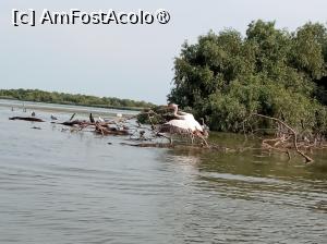 [P17] Pelicani, cormorani » foto by ascent
 - 
<span class="allrVoted glyphicon glyphicon-heart hidden" id="av1485112"></span>
<a class="m-l-10 hidden" id="sv1485112" onclick="voting_Foto_DelVot(,1485112,22035)" role="button">șterge vot <span class="glyphicon glyphicon-remove"></span></a>
<a id="v91485112" class=" c-red"  onclick="voting_Foto_SetVot(1485112)" role="button"><span class="glyphicon glyphicon-heart-empty"></span> <b>LIKE</b> = Votează poza</a> <img class="hidden"  id="f1485112W9" src="/imagini/loader.gif" border="0" /><span class="AjErrMes hidden" id="e1485112ErM"></span>