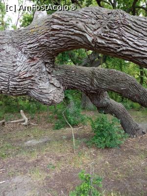[P18] Rezervația Caraorman, stejarul ingenuncheat » foto by ascent
 - 
<span class="allrVoted glyphicon glyphicon-heart hidden" id="av1485113"></span>
<a class="m-l-10 hidden" id="sv1485113" onclick="voting_Foto_DelVot(,1485113,22035)" role="button">șterge vot <span class="glyphicon glyphicon-remove"></span></a>
<a id="v91485113" class=" c-red"  onclick="voting_Foto_SetVot(1485113)" role="button"><span class="glyphicon glyphicon-heart-empty"></span> <b>LIKE</b> = Votează poza</a> <img class="hidden"  id="f1485113W9" src="/imagini/loader.gif" border="0" /><span class="AjErrMes hidden" id="e1485113ErM"></span>