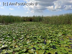 [P07] Covor de nuferi lac Solomon » foto by kemi27
 - 
<span class="allrVoted glyphicon glyphicon-heart hidden" id="av1544752"></span>
<a class="m-l-10 hidden" id="sv1544752" onclick="voting_Foto_DelVot(,1544752,22432)" role="button">șterge vot <span class="glyphicon glyphicon-remove"></span></a>
<a id="v91544752" class=" c-red"  onclick="voting_Foto_SetVot(1544752)" role="button"><span class="glyphicon glyphicon-heart-empty"></span> <b>LIKE</b> = Votează poza</a> <img class="hidden"  id="f1544752W9" src="/imagini/loader.gif" border="0" /><span class="AjErrMes hidden" id="e1544752ErM"></span>