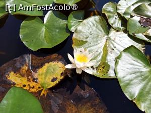 [P08] Floare de nufăr alb » foto by kemi27
 - 
<span class="allrVoted glyphicon glyphicon-heart hidden" id="av1544753"></span>
<a class="m-l-10 hidden" id="sv1544753" onclick="voting_Foto_DelVot(,1544753,22432)" role="button">șterge vot <span class="glyphicon glyphicon-remove"></span></a>
<a id="v91544753" class=" c-red"  onclick="voting_Foto_SetVot(1544753)" role="button"><span class="glyphicon glyphicon-heart-empty"></span> <b>LIKE</b> = Votează poza</a> <img class="hidden"  id="f1544753W9" src="/imagini/loader.gif" border="0" /><span class="AjErrMes hidden" id="e1544753ErM"></span>
