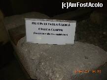 [P24] Piatra Craivii - în Muzeul Unirii din Alba - Iulia o reconstituire a zidului cetaţii dacice. » foto by creivean
 - 
<span class="allrVoted glyphicon glyphicon-heart hidden" id="av266491"></span>
<a class="m-l-10 hidden" id="sv266491" onclick="voting_Foto_DelVot(,266491,22584)" role="button">șterge vot <span class="glyphicon glyphicon-remove"></span></a>
<a id="v9266491" class=" c-red"  onclick="voting_Foto_SetVot(266491)" role="button"><span class="glyphicon glyphicon-heart-empty"></span> <b>LIKE</b> = Votează poza</a> <img class="hidden"  id="f266491W9" src="/imagini/loader.gif" border="0" /><span class="AjErrMes hidden" id="e266491ErM"></span>