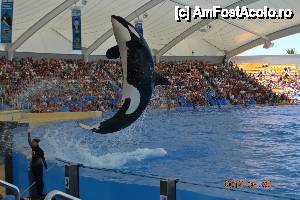 [P11] Orca show - Loro Parque » foto by Kyandra
 - 
<span class="allrVoted glyphicon glyphicon-heart hidden" id="av447401"></span>
<a class="m-l-10 hidden" id="sv447401" onclick="voting_Foto_DelVot(,447401,22792)" role="button">șterge vot <span class="glyphicon glyphicon-remove"></span></a>
<a id="v9447401" class=" c-red"  onclick="voting_Foto_SetVot(447401)" role="button"><span class="glyphicon glyphicon-heart-empty"></span> <b>LIKE</b> = Votează poza</a> <img class="hidden"  id="f447401W9" src="/imagini/loader.gif" border="0" /><span class="AjErrMes hidden" id="e447401ErM"></span>