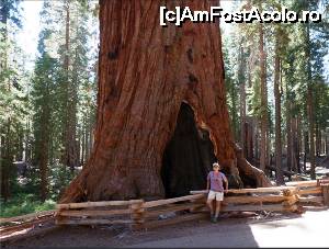 [P24] California de Nord, Parcul National Yosemite, arbore sequoia din evul mediu timpuriu » foto by Dan-Ioan
 - 
<span class="allrVoted glyphicon glyphicon-heart hidden" id="av693145"></span>
<a class="m-l-10 hidden" id="sv693145" onclick="voting_Foto_DelVot(,693145,22851)" role="button">șterge vot <span class="glyphicon glyphicon-remove"></span></a>
<a id="v9693145" class=" c-red"  onclick="voting_Foto_SetVot(693145)" role="button"><span class="glyphicon glyphicon-heart-empty"></span> <b>LIKE</b> = Votează poza</a> <img class="hidden"  id="f693145W9" src="/imagini/loader.gif" border="0" /><span class="AjErrMes hidden" id="e693145ErM"></span>