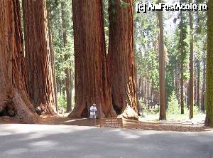 [P07] California de Nord, Parcul Național Yosemite, arbori de sequoia.  » foto by Dan-Ioan
 - 
<span class="allrVoted glyphicon glyphicon-heart hidden" id="av689365"></span>
<a class="m-l-10 hidden" id="sv689365" onclick="voting_Foto_DelVot(,689365,22851)" role="button">șterge vot <span class="glyphicon glyphicon-remove"></span></a>
<a id="v9689365" class=" c-red"  onclick="voting_Foto_SetVot(689365)" role="button"><span class="glyphicon glyphicon-heart-empty"></span> <b>LIKE</b> = Votează poza</a> <img class="hidden"  id="f689365W9" src="/imagini/loader.gif" border="0" /><span class="AjErrMes hidden" id="e689365ErM"></span>